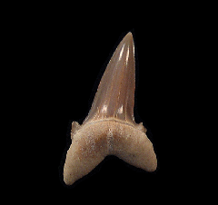Hypotodus tooth - Eocene age | Buried Treasure Fossils   