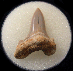 Cretoxyrhina basalis - Cretaceous
