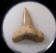 Cretoxyrhina basalis - Cretaceous