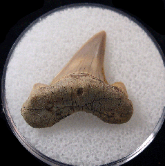 Cretoxyrhina basalis - Cretaceous