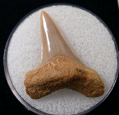 Cretoxyrhina basalis - Cretaceous