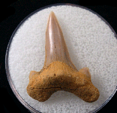 Cretoxyrhina basalis - Cretaceous