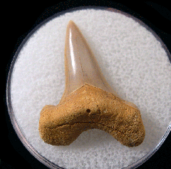 Cretoxyrhina basalis - Cretaceous