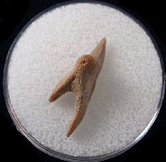 Paraisurus compressus - Cretaceous