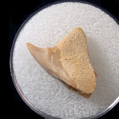 Paraisurus compressus - Cretaceous