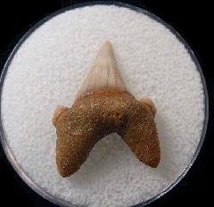 Cretodus sulcatus - Cretaceous