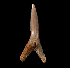 Hispidaspis lasuri