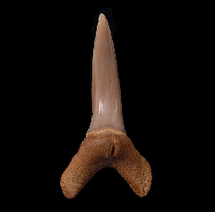 Hispidaspis lasuri