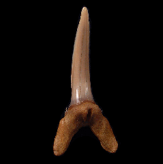 Hispidaspis lasuri