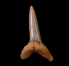 Hispidaspis lasuri
