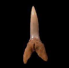 Hispidaspis lasuri