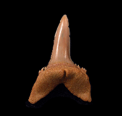 Hispidaspis lasuri
