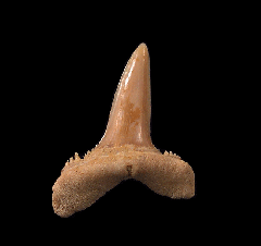 Hispidaspis lasuri