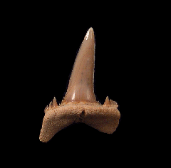 Hispidaspis lasuri lateral tooth |Buried Treasure Fossils
