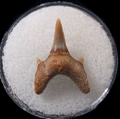 Protolamna cappettai - Cretaceous | Buried Treasure Fossils
