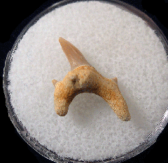 Protolamna cappettai - Cretaceous | Buried Treasure Fossils