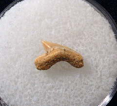 Paleoanacorax praecursor - Cretaceous