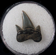 Protolamna sp. tooth from Kazakhstan | Buried Treasure Fossils