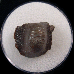 Ptychodus rugosus tooth for sale from Alga, Kazakhstan | Buried Treasure Fossils