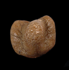 Rare Ptychodus rugosus tooth from Kazakhstan | Buried Treasure Fossils