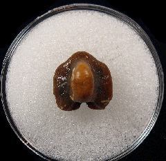 Ptychodus elevatus tooth | Buried Treasure Fossils