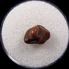 Ptychodus elevatus tooth for sale | Buried Treasure Fossils