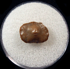Ptychodus sp. tooth - Kazakhstan | Buried Treasure Fossils