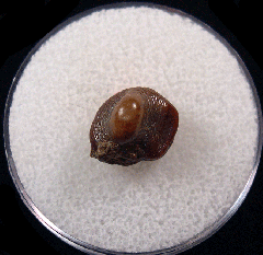 Ptychodus cf. whipplei tooth - Kazakhstan | Buried Treasure Fossils