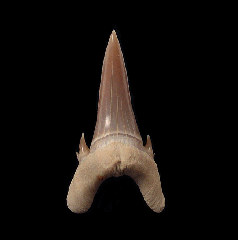 Jaekelotodus trigonalis