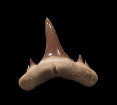 Kazakh Mennerotodus glueckmani tooth for sale | Buried Treasure Fossils