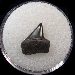 Big Early Eocene Xiphodolamia tooth for sale | Buried Treasure Fossils