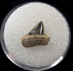 Big Early Eocene Xiphodolamia tooth for sale | Buried Treasure Fossils