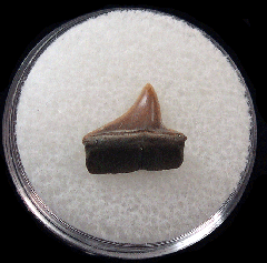 Big Early Eocene Xiphodolamia tooth for sale | Buried Treasure Fossils