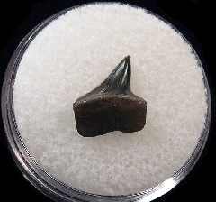 Big Early Eocene Xiphodolamia tooth for sale | Buried Treasure Fossils
