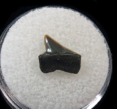 Big Early Eocene Xiphodolamia tooth for sale | Buried Treasure Fossils