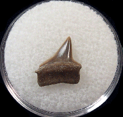 Big Early Eocene Xiphodolamia tooth for sale | Buried Treasure Fossils