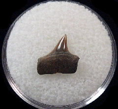 Cheap Xiphodolamia lateral tooth for sale | Buried Treasure Fossils