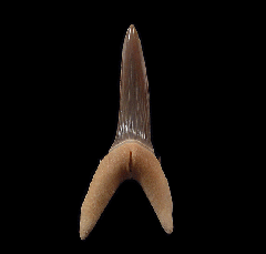Turania tooth - Kazakhstan | Buried Treasure Fossils