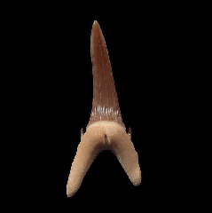 Kazakhstan Turania tooth | Buried Treasure Fossils