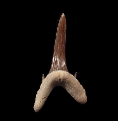 Rare Kazakhstan Turania tooth | Buried Treasure Fossils