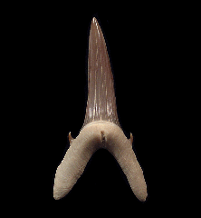 Top Quality Kazakhstan Turania tooth | Buried Treasure Fossils