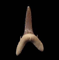 Real Kazakhstan Turania andrusovi tooth | Buried Treasure Fossils