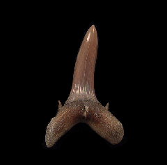 Rare Turania andrusovi tooth | Buried Treasure Fossils
