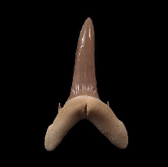 Rare Turania andrusovi tooth for sale | Buried Treasure Fossils