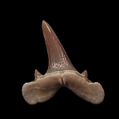 Real Kazakhstan Turania tooth for sale | Buried Treasure Fossils