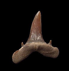 Turania andrusovi tooth for sale | Buried Treasure Fossils