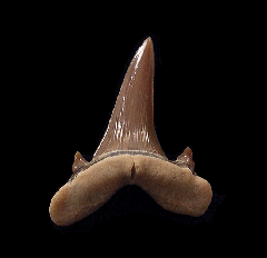 Kazakh Turania andrusovi tooth for sale | Buried Treasure Fossils