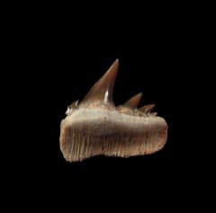 Notorynchus  sp.  symphyseal tooth | Buried Treasure Fossils