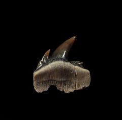 Notorynchus  sp.  symphyseal tooth | Buried Treasure Fossils