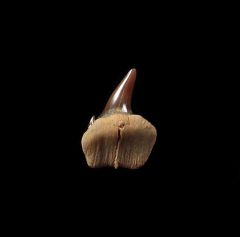 Notorynchus  sp.  symphyseal tooth | Buried Treasure Fossils